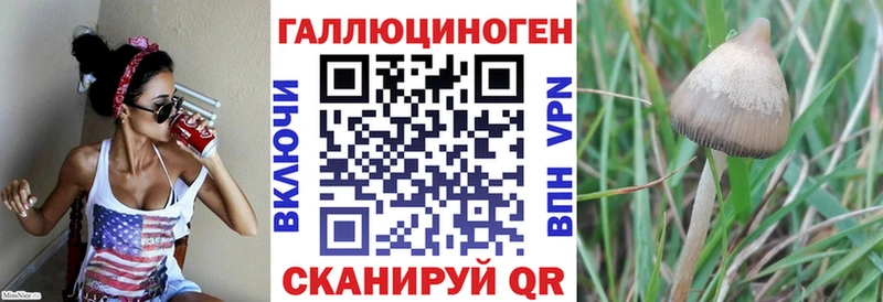 площадка какой сайт  omg зеркало  Бологое  Галлюциногенные грибы Psilocybe 
